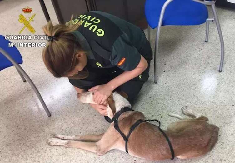 Agente de la Guardia Civil junto a uno de los perros (Foto GC)